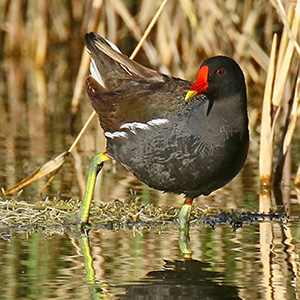 Common Moorhen